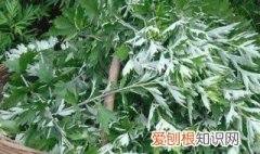 白醋加艾叶有什么功效 艾叶有什么功效