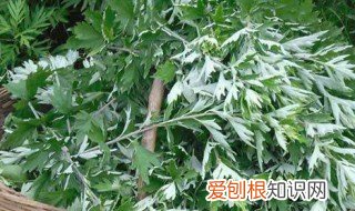白醋加艾叶有什么功效 艾叶有什么功效