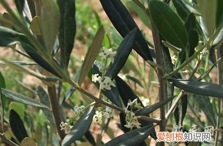 橄榄培植技术 橄榄花的栽培技术