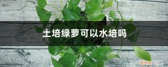 绿萝可以水培和土培吗 土培绿萝可以水培吗，可以半土半水吗