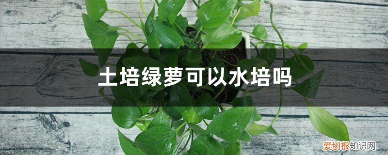 绿萝可以水培和土培吗 土培绿萝可以水培吗，可以半土半水吗