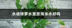 水培绿萝根太多需要修剪么 水培绿萝水里放淘米水好吗，能长得更旺盛吗，会烂根吗