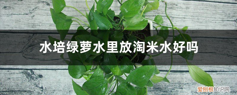 水培绿萝根太多需要修剪么 水培绿萝水里放淘米水好吗，能长得更旺盛吗，会烂根吗