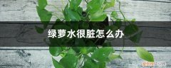 养绿萝多久换一次水 绿萝水很脏怎么打理，水培绿萝多久换一次水