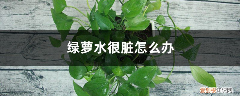 养绿萝多久换一次水 绿萝水很脏怎么打理，水培绿萝多久换一次水