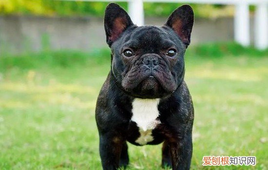 法斗吃了葡萄怎么办 法斗吃了葡萄会怎么样
