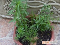 柳穿鱼耐寒多少度 柳穿鱼的盆栽管理要点有哪些？