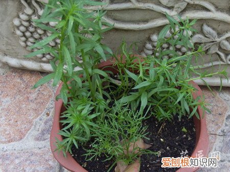 柳穿鱼耐寒多少度 柳穿鱼的盆栽管理要点有哪些？