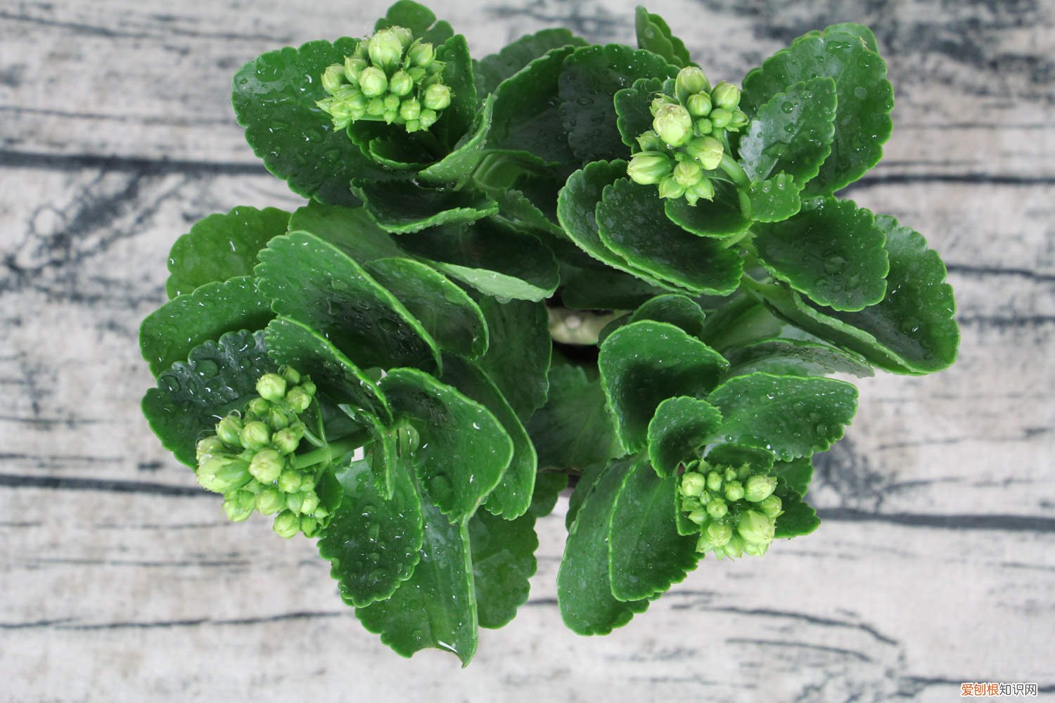 淘米水可以浇长寿花吗 长寿花用什么水浇最好，能用淘米水浇吗