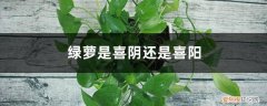 绿萝喜不喜阳 绿萝是喜阴还是喜阳，怎么养才长得好