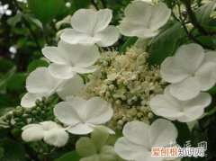 红瑞木科属种 红瑞木的生态形态与特征