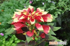 雁来红是什么植物 雁来红形态特征与生态习性的介绍