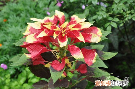 雁来红是什么植物 雁来红形态特征与生态习性的介绍