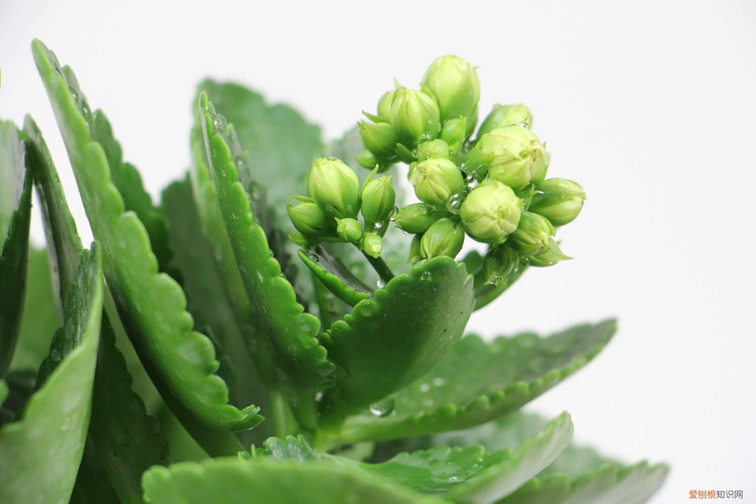 长寿花能用啤酒浇水吗 长寿花可以用啤酒浇吗，多久浇一次水