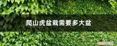 爬山虎一年能长多高 爬山虎盆栽需要多大盆，一年能长多少？