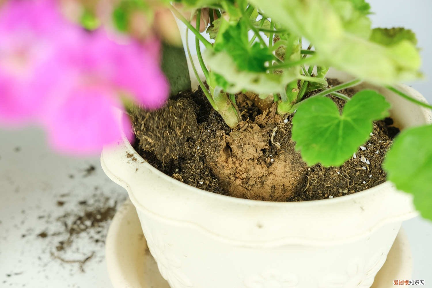 大花天竺葵怎样修剪 大花天竺葵怎么修剪，时间和造型方法详解
