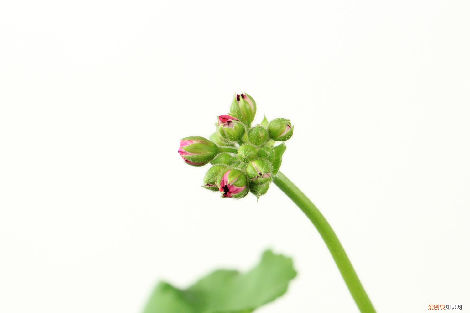 大花天竺葵怎样修剪 大花天竺葵怎么修剪，时间和造型方法详解