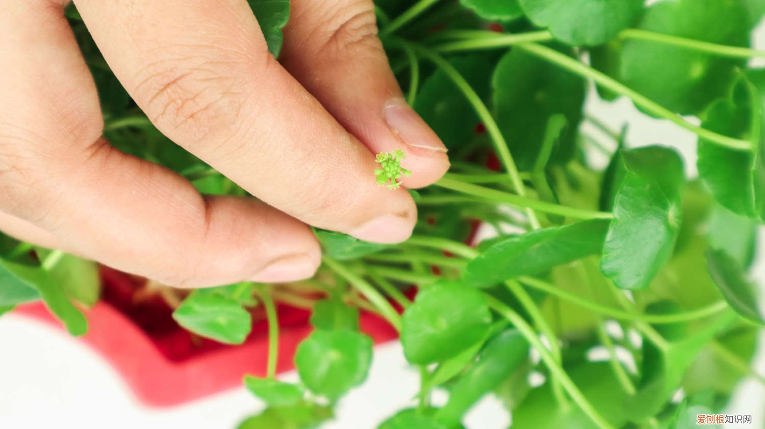 铜钱草需要几天换一次水 铜钱草怎么换水，多久换一次水
