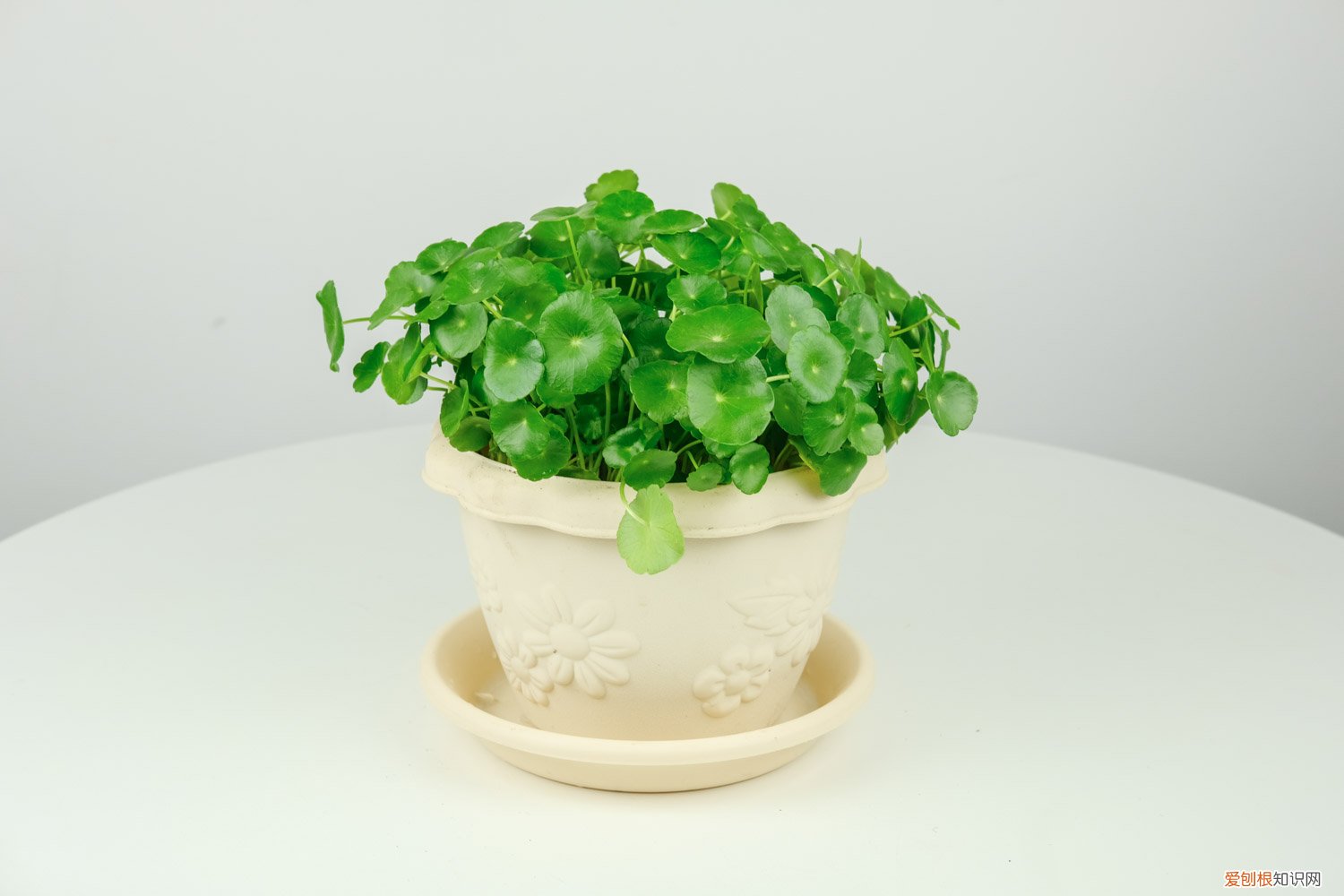 铜钱草需要几天换一次水 铜钱草怎么换水，多久换一次水