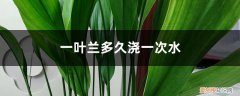 一叶兰需要经常浇水吗 一叶兰多久浇一次水，怎么养长得好