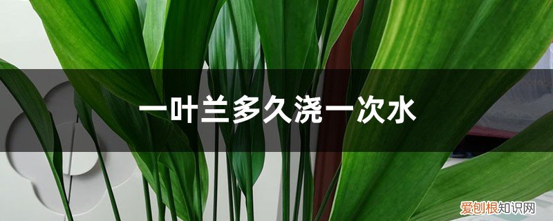 一叶兰需要经常浇水吗 一叶兰多久浇一次水，怎么养长得好