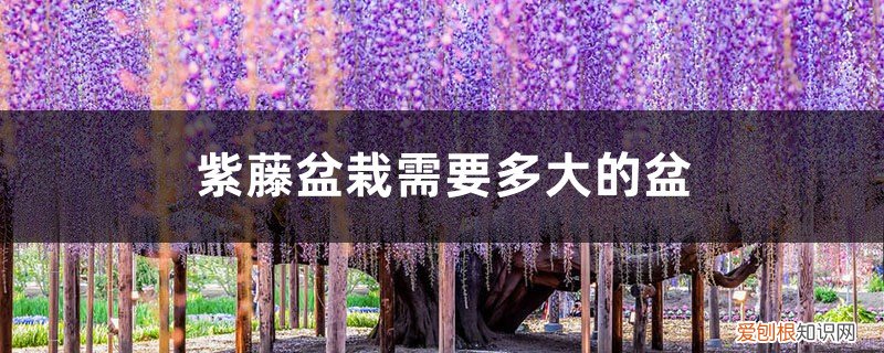 地栽紫藤一年能长多大 附盆栽种植方法 紫藤盆栽需要多大的盆