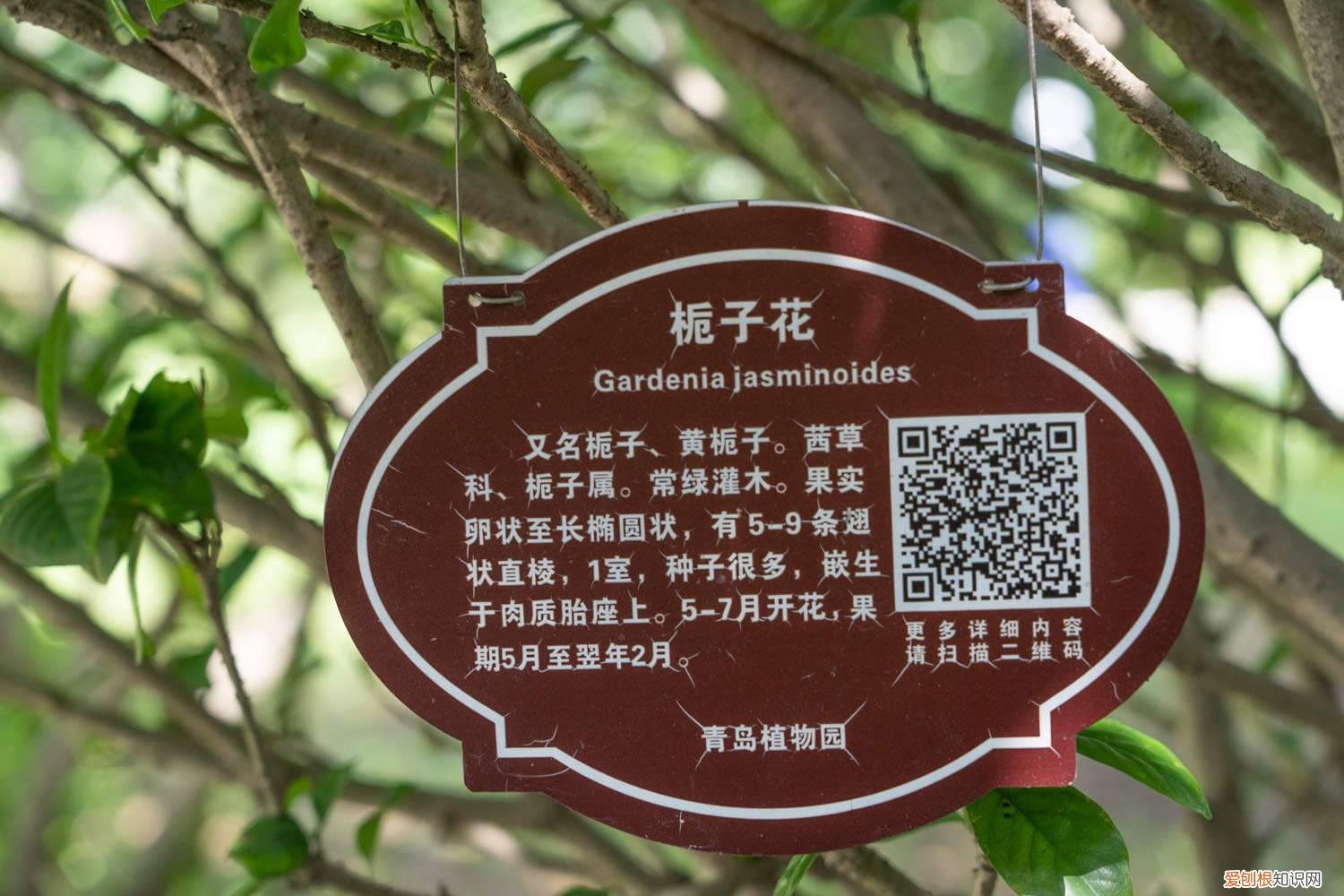 栀子花秋季养护:可以换盆吗视频 栀子花秋季养护：可以换盆吗？