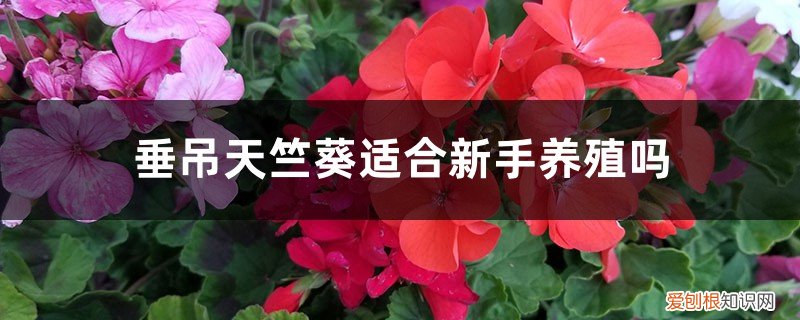 垂吊天竺葵好养还是直立的好养 垂吊天竺葵好养吗：能养几年，可以在室内养吗