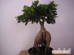 榕树病虫害图片 榕树盆景常见病虫害防治