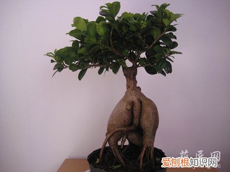 榕树病虫害图片 榕树盆景常见病虫害防治