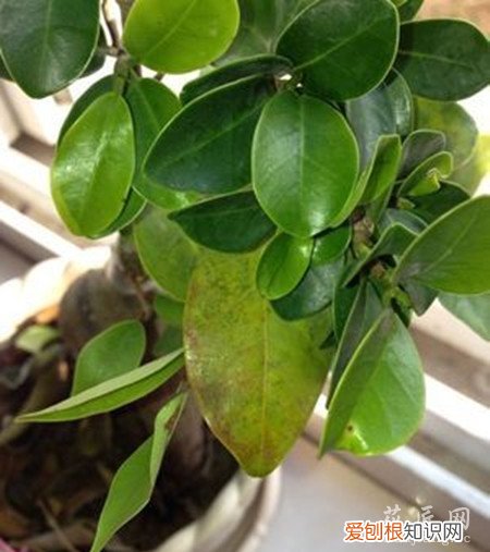 盆景榕树叶黄了怎么办 榕树盆景叶片发黄该怎麽办？