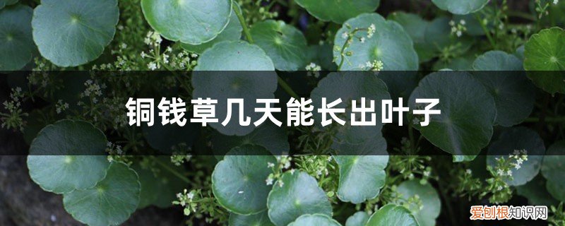 铜钱草根几天能长出叶 铜钱草几天能长出叶子，分享铜钱草的生长日记