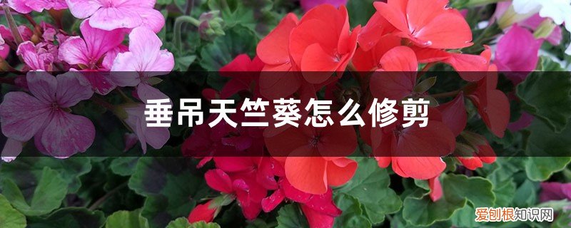 天竺葵修剪和打顶 垂吊天竺葵怎么修剪，如何打顶，修剪时间是什么