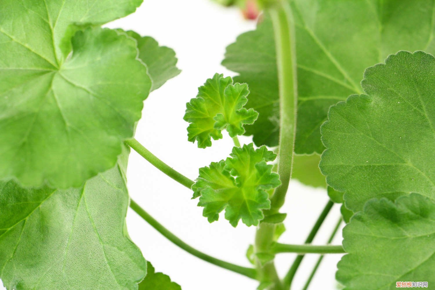 天竺葵修剪和打顶 垂吊天竺葵怎么修剪，如何打顶，修剪时间是什么