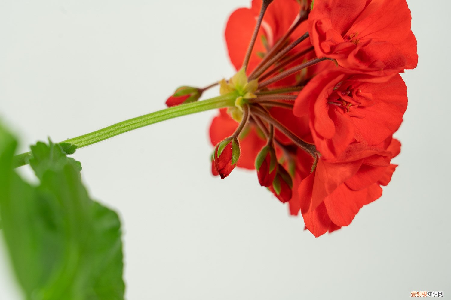 天竺葵修剪和打顶 垂吊天竺葵怎么修剪，如何打顶，修剪时间是什么