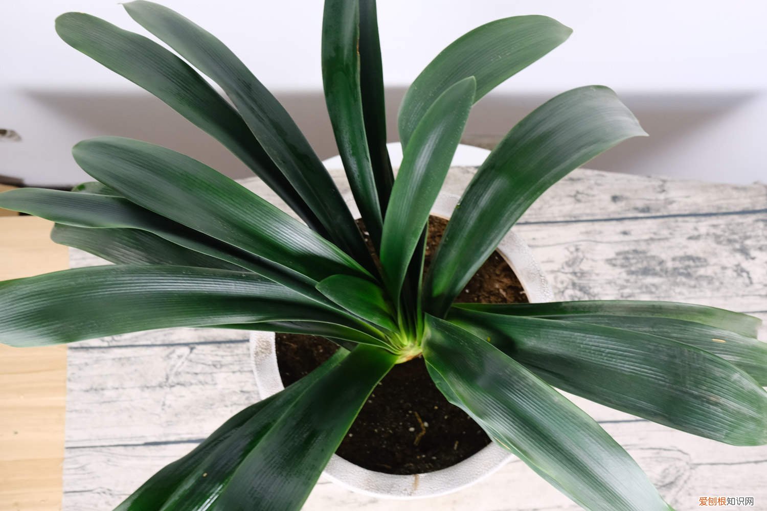 君子兰怎么用鸡蛋做肥 君子兰喜欢什么肥料：底肥用什么？可以浇啤酒和用鸡蛋吗？