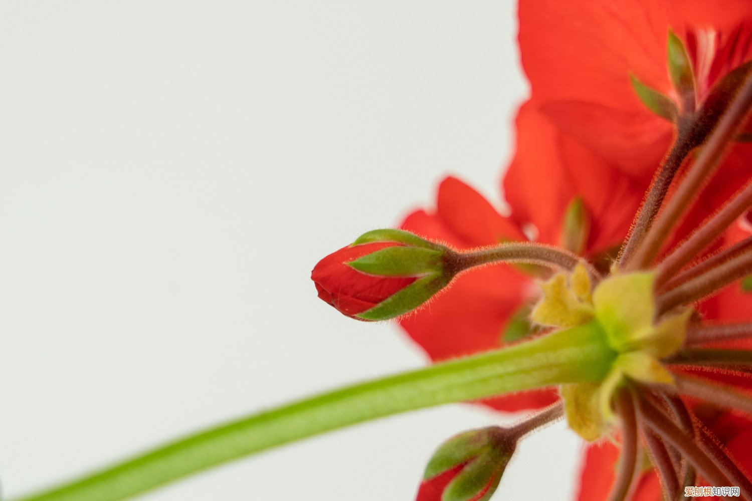 天竺葵开花后怎么修剪老桩怎么修剪
