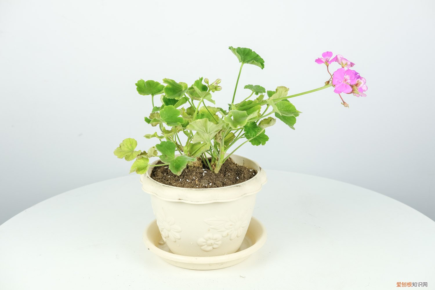 天竺葵开花后怎么修剪老桩怎么修剪