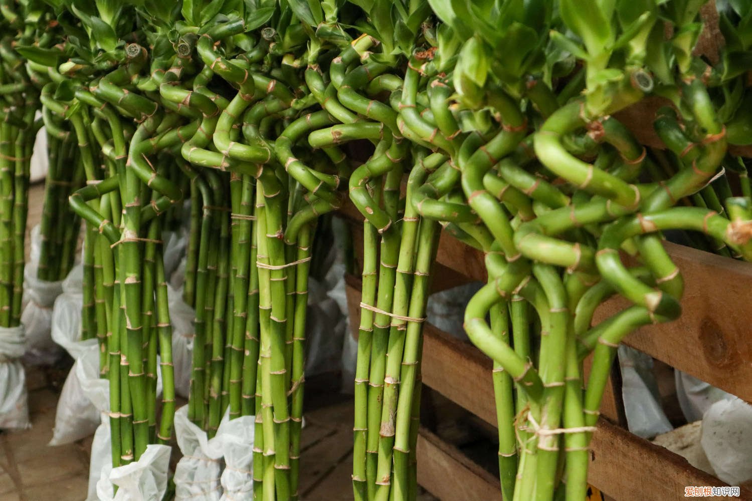 富贵竹一个盆几颗风水好 富贵竹栽什么样的花盆好看，一个花盆放三颗可以吗