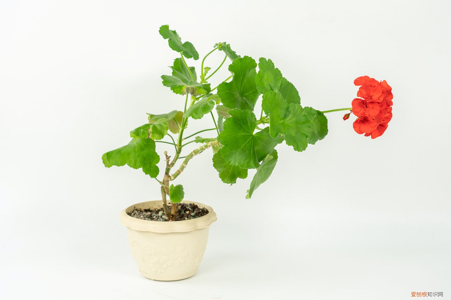 天竺葵冬天都要修剪掉吗 天竺葵夏天怎么养，能修剪吗