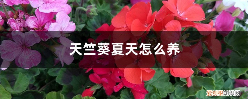 天竺葵冬天都要修剪掉吗 天竺葵夏天怎么养，能修剪吗