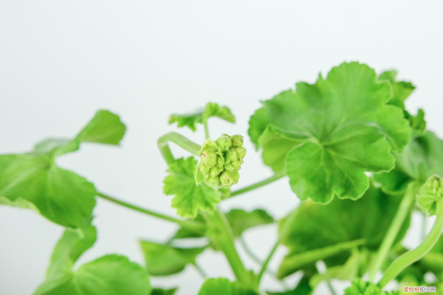 天竺葵冬天都要修剪掉吗 天竺葵夏天怎么养，能修剪吗