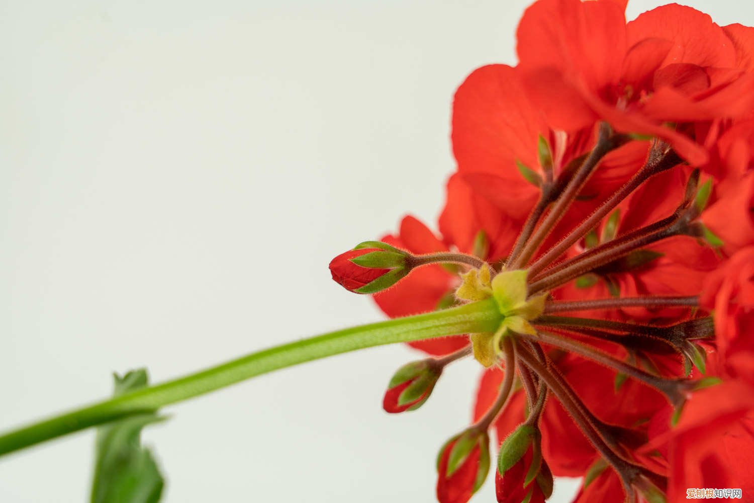 天竺葵什么时候剪枝 冬天可以剪枝吗