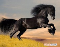 男属马和女属兔的婚姻如何 属马的属相婚配宜忌