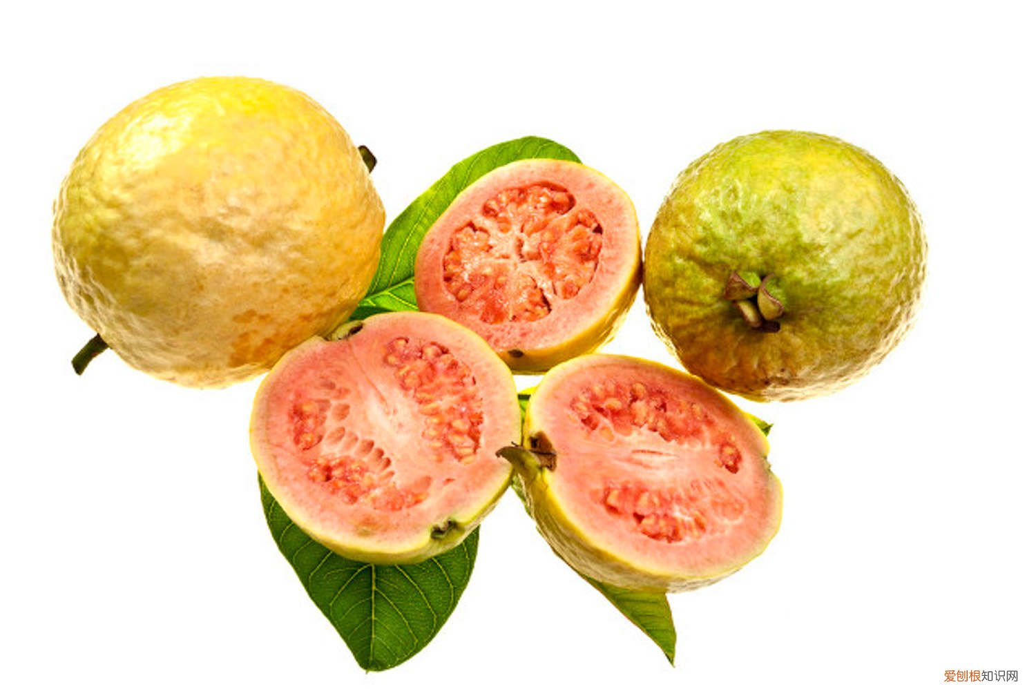 石榴树盆栽要用多大的盆? 番石榴盆栽用多大的盆，用什么土，怎么施肥和浇水？