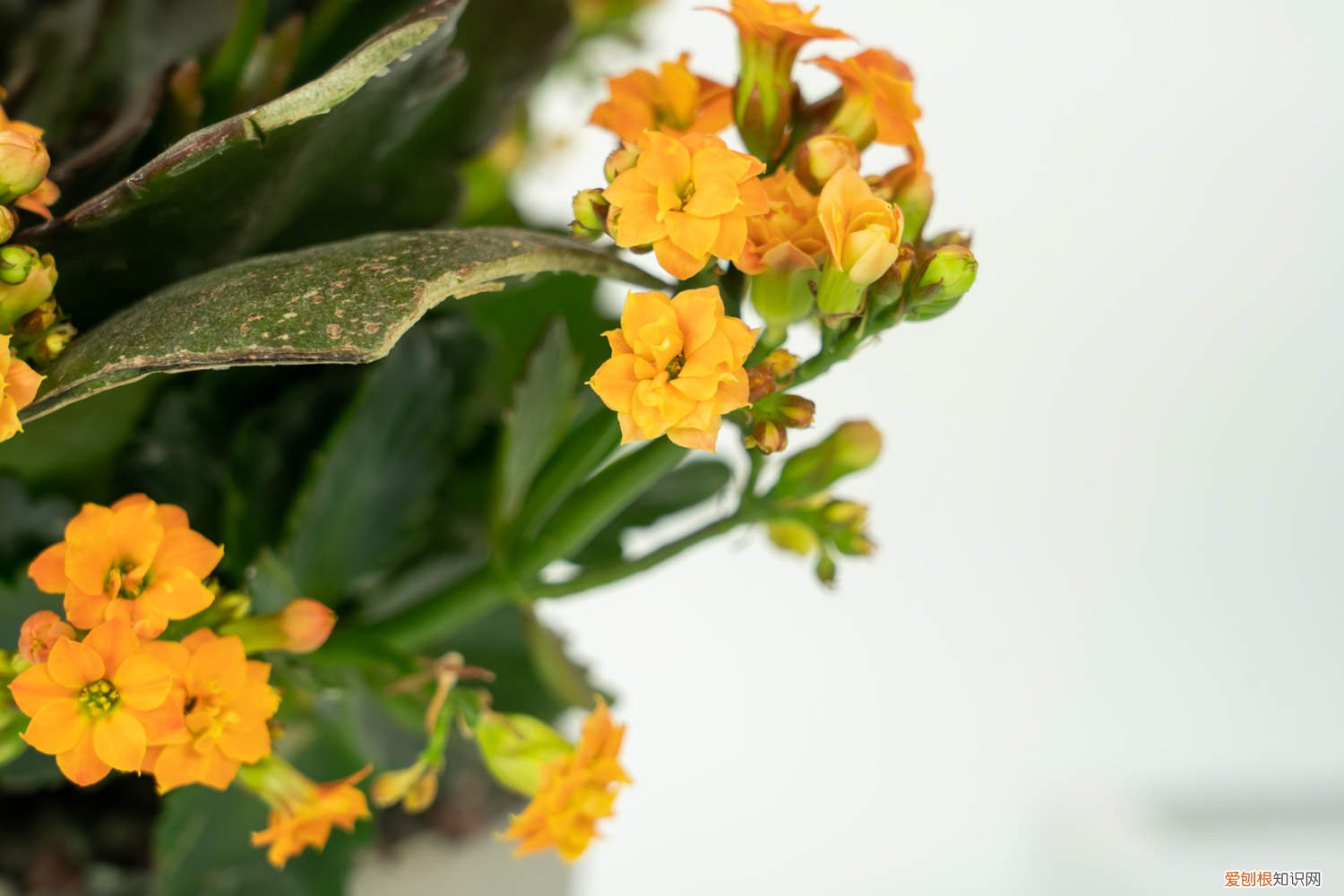 怎样能让长寿花爆盆 长寿花如何养，怎么才能爆盆？