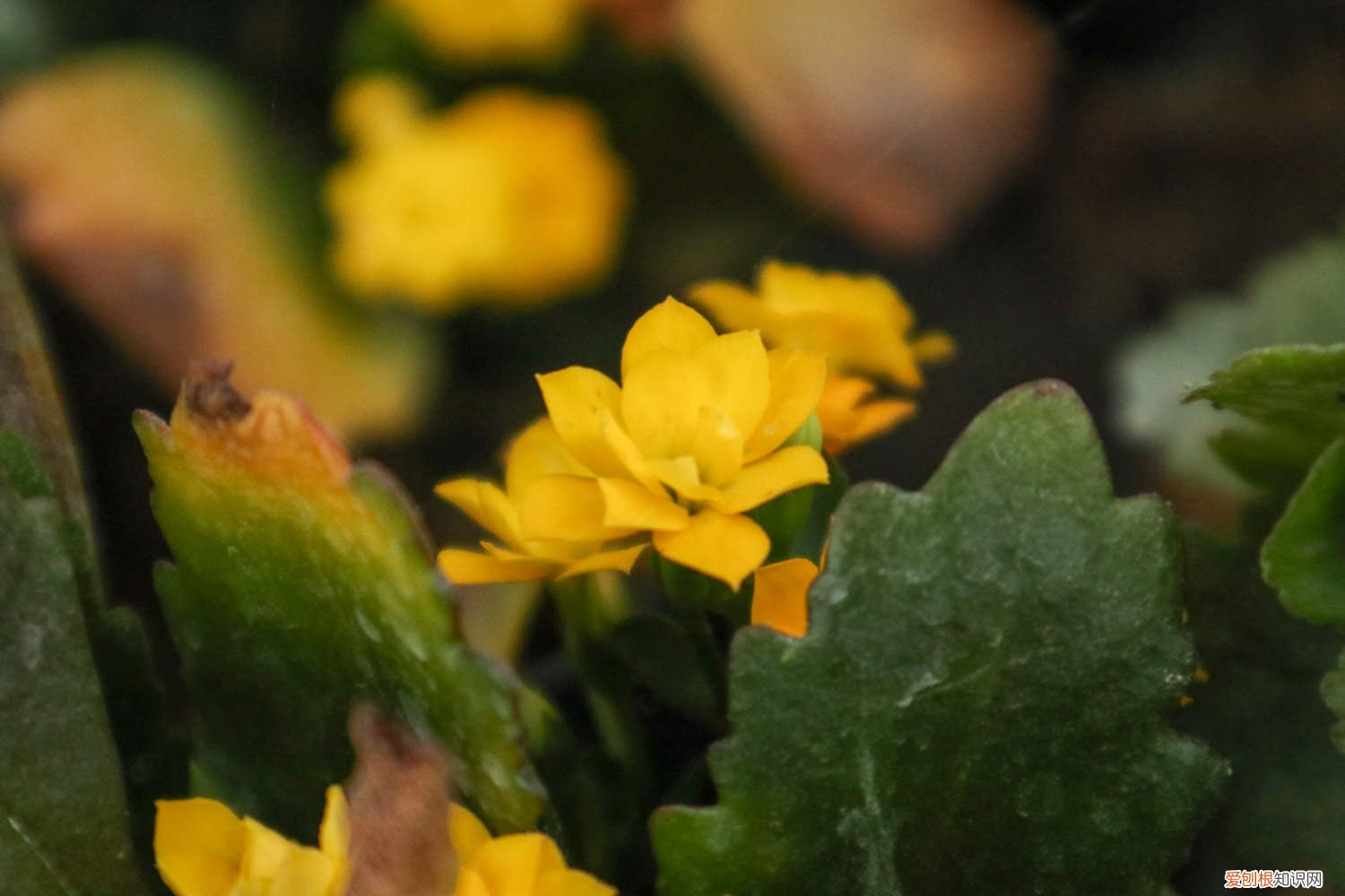 怎样能让长寿花爆盆 长寿花如何养，怎么才能爆盆？