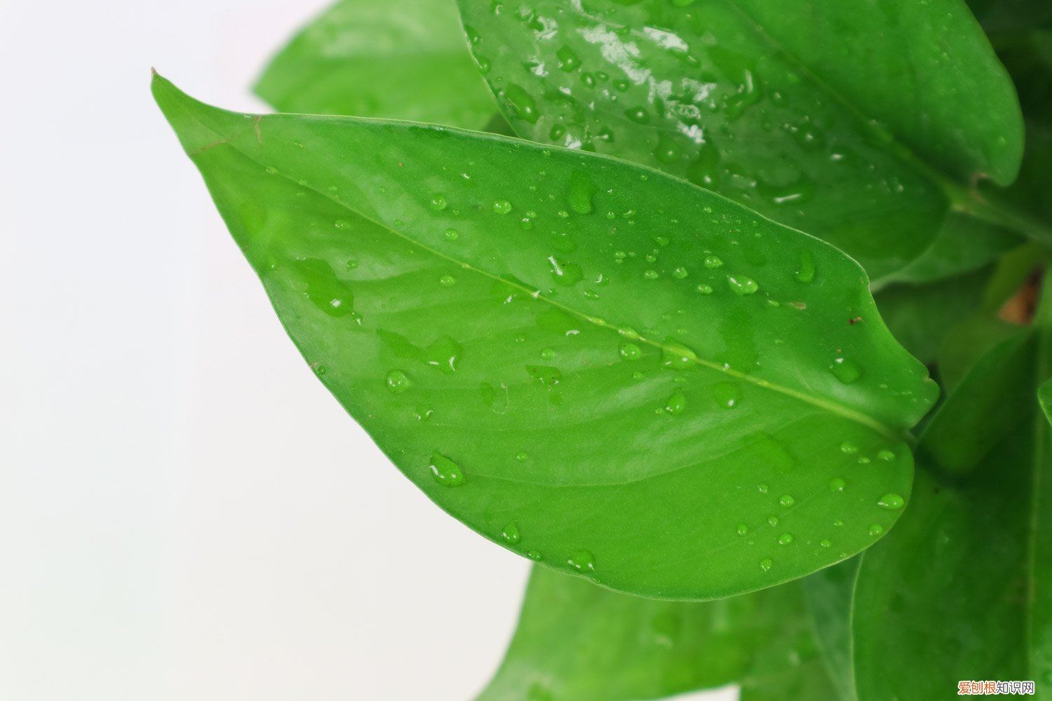 绿萝的叶子能插活吗 绿萝一片叶子能长根么，能插活么？