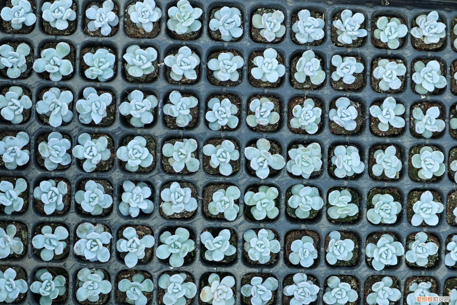 多肉叶插生根不发芽 叶插多肉出芽后怎么办，只长根不发芽的原因是什么