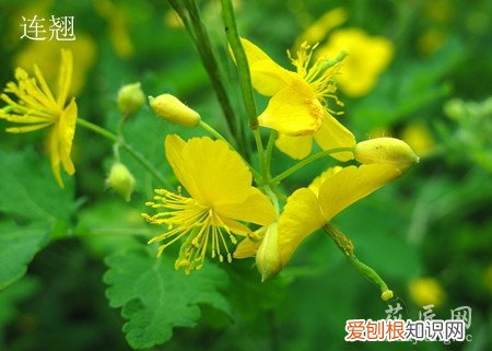 金钟花跟连翘的区别 金钟花与连翘应该如何区分